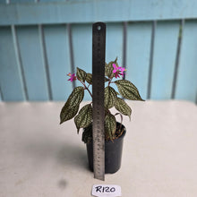 Load image into Gallery viewer, #R120 Sonerila Maculata