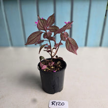 Load image into Gallery viewer, #R120 Sonerila Maculata