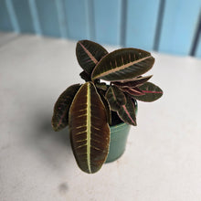 Load image into Gallery viewer, #RD17 Labisia Brown Pink