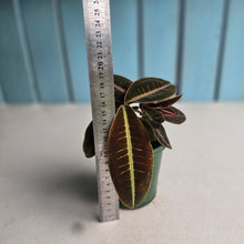 Load image into Gallery viewer, #RD17 Labisia Brown Pink