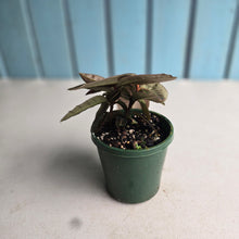 Load image into Gallery viewer, #RD17 Labisia Brown Pink