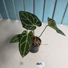 Load image into Gallery viewer, #RB13 Multi-headed Anthurium Crystallinum x