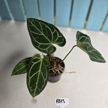 Load image into Gallery viewer, #RB13 Multi-headed Anthurium Crystallinum x