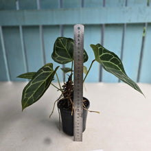 Load image into Gallery viewer, #RB13 Multi-headed Anthurium Crystallinum x