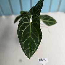 Load image into Gallery viewer, #RB13 Multi-headed Anthurium Crystallinum x