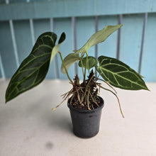 Load image into Gallery viewer, #RB13 Multi-headed Anthurium Crystallinum x