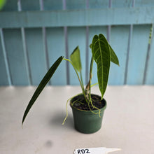 Load image into Gallery viewer, #RD2 Anthurium Warocqueanum