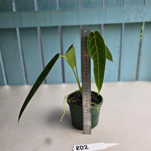 Load image into Gallery viewer, #RD2 Anthurium Warocqueanum