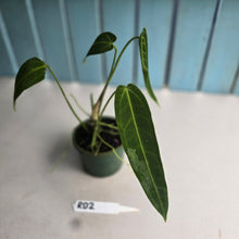 Load image into Gallery viewer, #RD2 Anthurium Warocqueanum