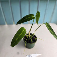 Load image into Gallery viewer, #RD2 Anthurium Warocqueanum