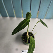 Load image into Gallery viewer, #RD2 Anthurium Warocqueanum