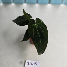 Load image into Gallery viewer, #D105 Dark Anthurium NOID - With 2 x Pups