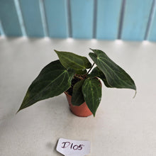 Load image into Gallery viewer, #D105 Dark Anthurium NOID - With 2 x Pups