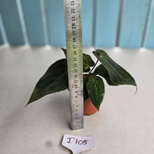 Load image into Gallery viewer, #D105 Dark Anthurium NOID - With 2 x Pups