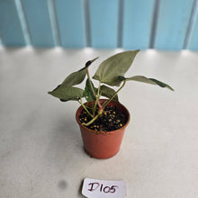 Load image into Gallery viewer, #D105 Dark Anthurium NOID - With 2 x Pups