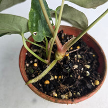Load image into Gallery viewer, #D105 Dark Anthurium NOID - With 2 x Pups