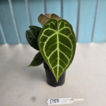 Load image into Gallery viewer, #D88 Two x Headed Anthurium Crystallinum x