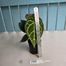 Load image into Gallery viewer, #D88 Two x Headed Anthurium Crystallinum x