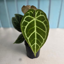 Load image into Gallery viewer, #D88 Two x Headed Anthurium Crystallinum x