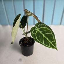 Load image into Gallery viewer, #D88 Two x Headed Anthurium Crystallinum x