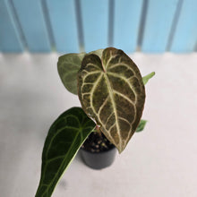 Load image into Gallery viewer, #D88 Two x Headed Anthurium Crystallinum x