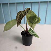 Load image into Gallery viewer, #D88 Two x Headed Anthurium Crystallinum x