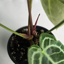 Load image into Gallery viewer, #D88 Two x Headed Anthurium Crystallinum x