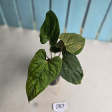 Load image into Gallery viewer, #D87 Three x Headed Anthurium NOID