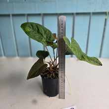 Load image into Gallery viewer, #D87 Three x Headed Anthurium NOID