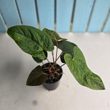 Load image into Gallery viewer, #D87 Three x Headed Anthurium NOID