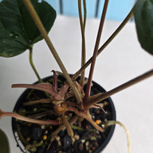 Load image into Gallery viewer, #D87 Three x Headed Anthurium NOID