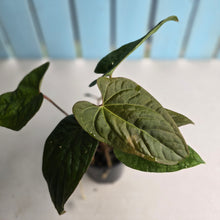 Load image into Gallery viewer, #D87 Three x Headed Anthurium NOID