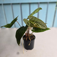 Load image into Gallery viewer, #D87 Three x Headed Anthurium NOID