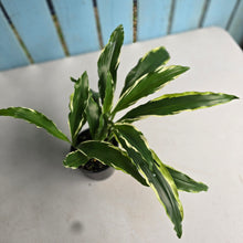 Load image into Gallery viewer, #R89 Variegated Kaempferia Gilbertii