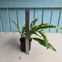Load image into Gallery viewer, #R89 Variegated Kaempferia Gilbertii