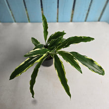 Load image into Gallery viewer, #R89 Variegated Kaempferia Gilbertii