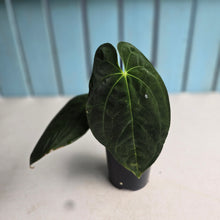 Load image into Gallery viewer, #R112 Anthurium Papillilaminum x - With Pup