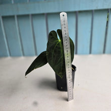 Load image into Gallery viewer, #R112 Anthurium Papillilaminum x - With Pup