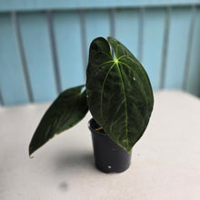 Load image into Gallery viewer, #R112 Anthurium Papillilaminum x - With Pup