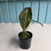 Load image into Gallery viewer, #R112 Anthurium Papillilaminum x - With Pup