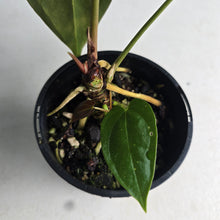 Load image into Gallery viewer, #R112 Anthurium Papillilaminum x - With Pup