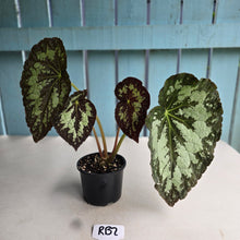 Load image into Gallery viewer, #RB2 Begonia Unknown