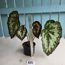 Load image into Gallery viewer, #RB2 Begonia Unknown