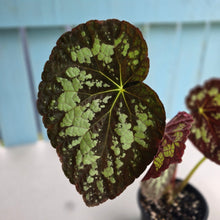 Load image into Gallery viewer, #RB2 Begonia Unknown