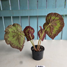 Load image into Gallery viewer, #RB2 Begonia Unknown