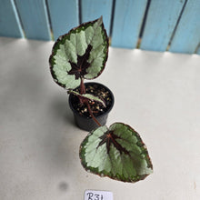 Load image into Gallery viewer, #R31 Begonia Havilah