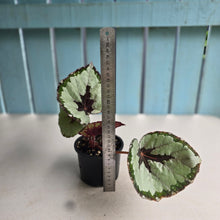 Load image into Gallery viewer, #R31 Begonia Havilah