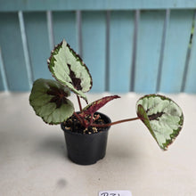 Load image into Gallery viewer, #R31 Begonia Havilah