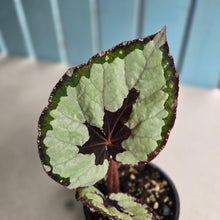 Load image into Gallery viewer, #R31 Begonia Havilah
