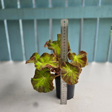 Load image into Gallery viewer, #R18 Begonia Unknown